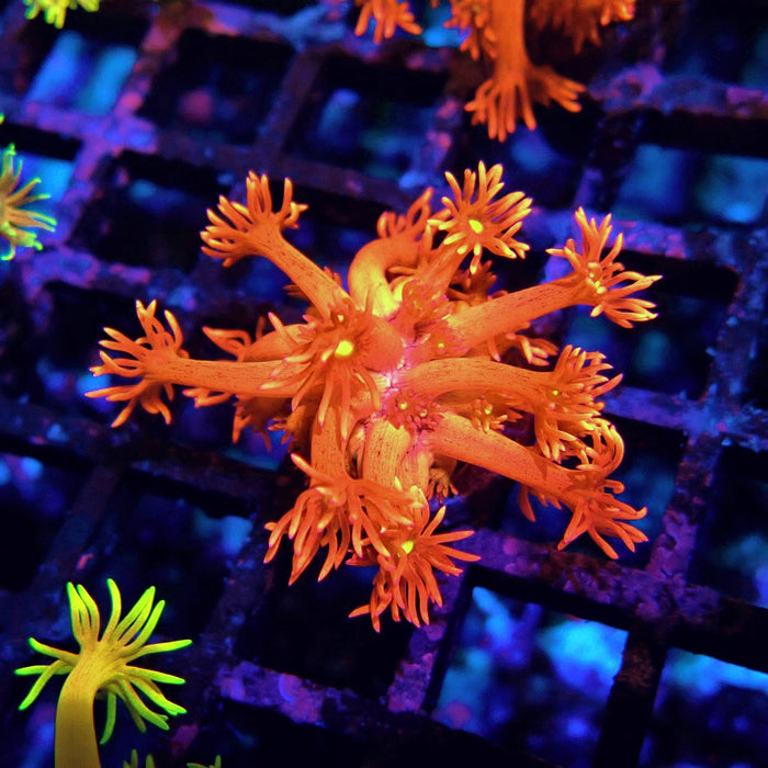 Red Metal Goniopora Frag