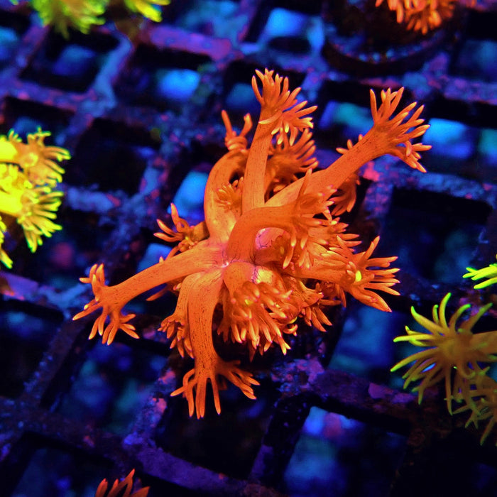 Red Metal Goniopora Frag