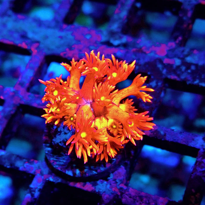 Red Metal Goniopora Frag