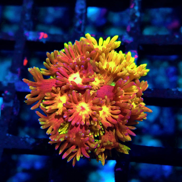 Rainbow Goniopora Frag (9)