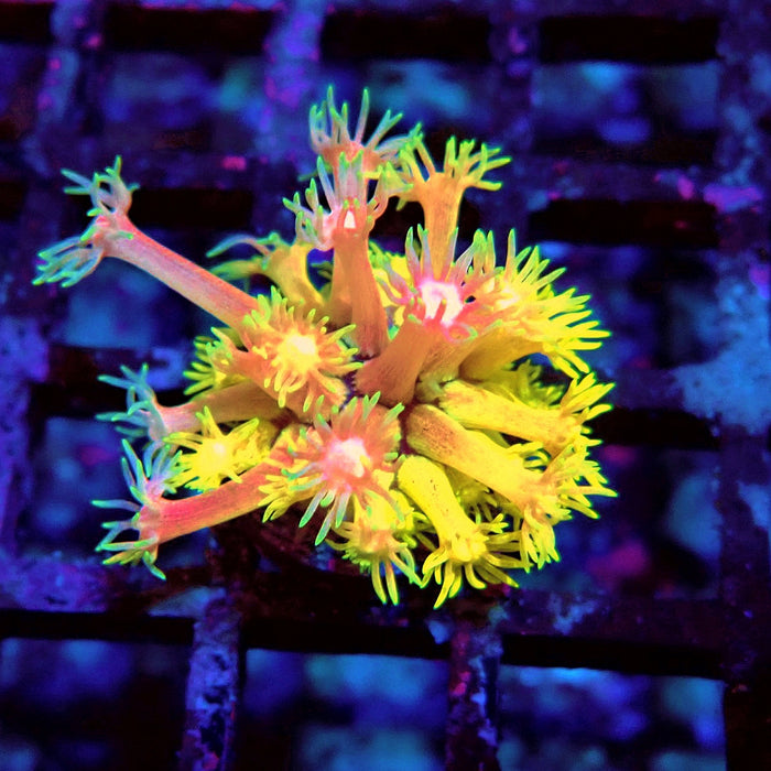 Rainbow Goniopora Frag (10)