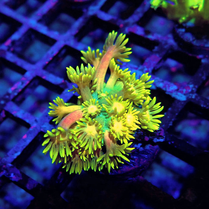Rainbow Goniopora Frag (10)