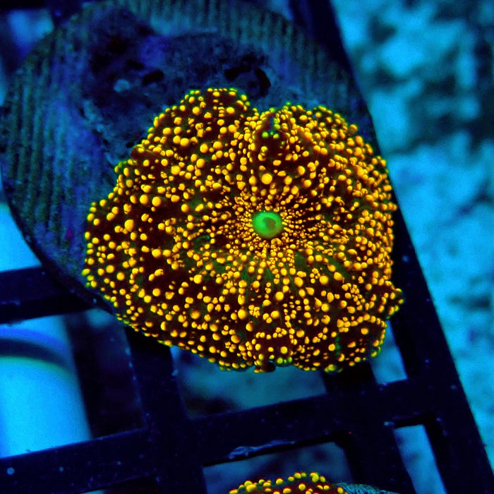 Interstellar Discosoma Mushroom
