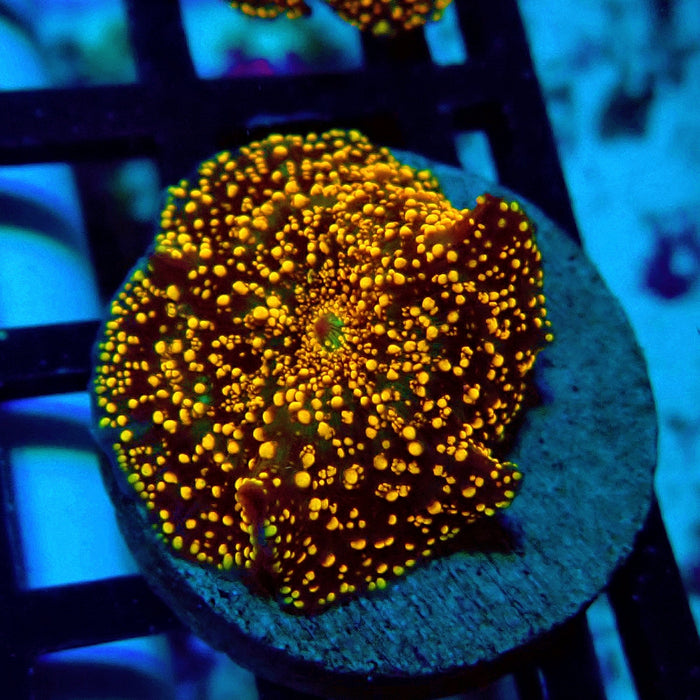 Interstellar Discosoma Mushroom