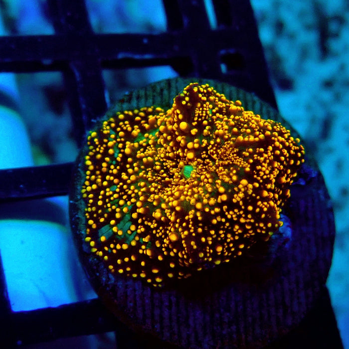 Interstellar Discosoma Mushroom