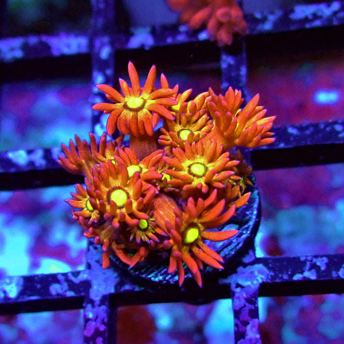 Gold Red Goniopora Frag
