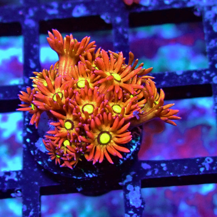 Gold Red Goniopora Frag