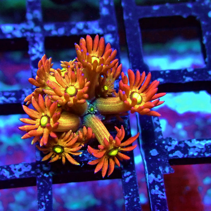 Gold Red Goniopora Frag