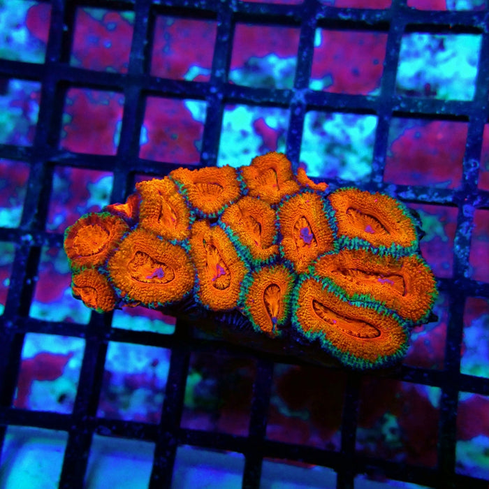 Acan Lord Colony