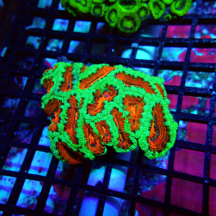 Acan Lord Colony