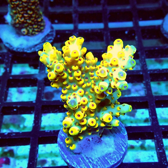 Premium Gold Caesarea Acro