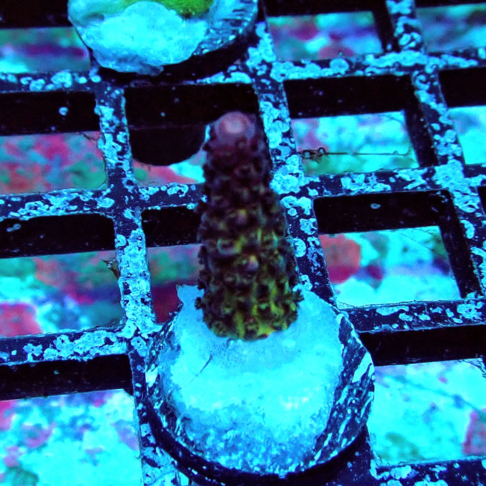REX Rainbow Goblin Fire Acro