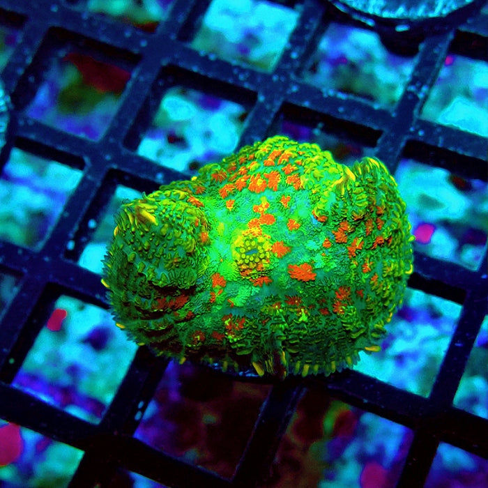 Rhodactis Bubble Orange Spots