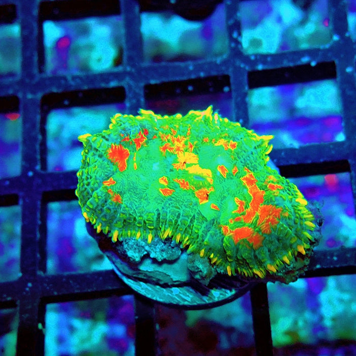 Rhodactis Bubble Orange Spots Premium