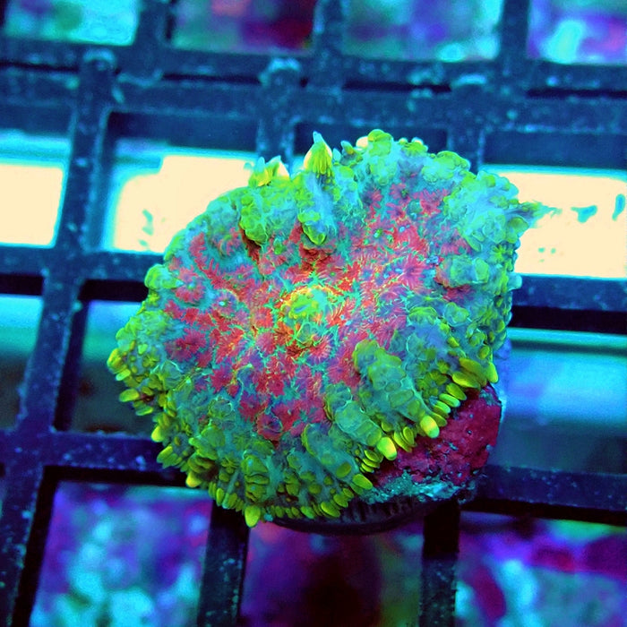 Rhodactis Green Red Center Fuzzy