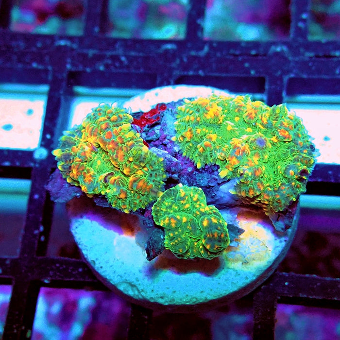 Rhodactis Bubble Orange Spots