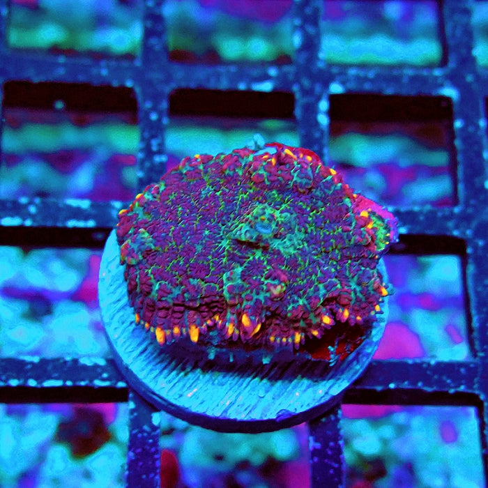 Rhodactis Bubble Unique Color Premium