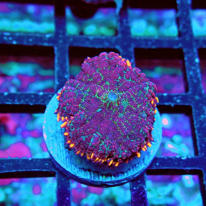 Rhodactis Bubble Unique Color Premium