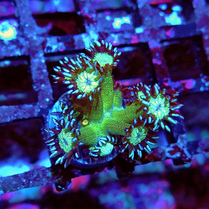Glitter Goniopora