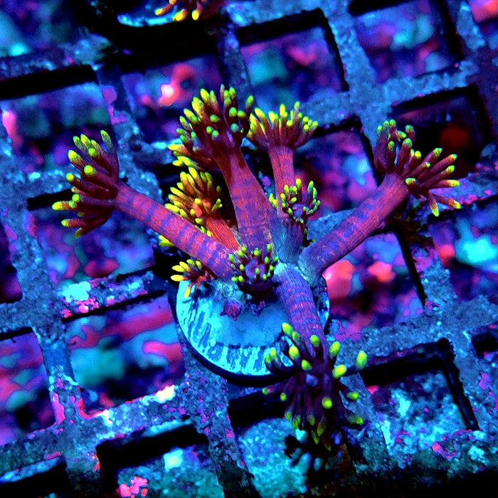 Goniopora Black Pink Gold Premium