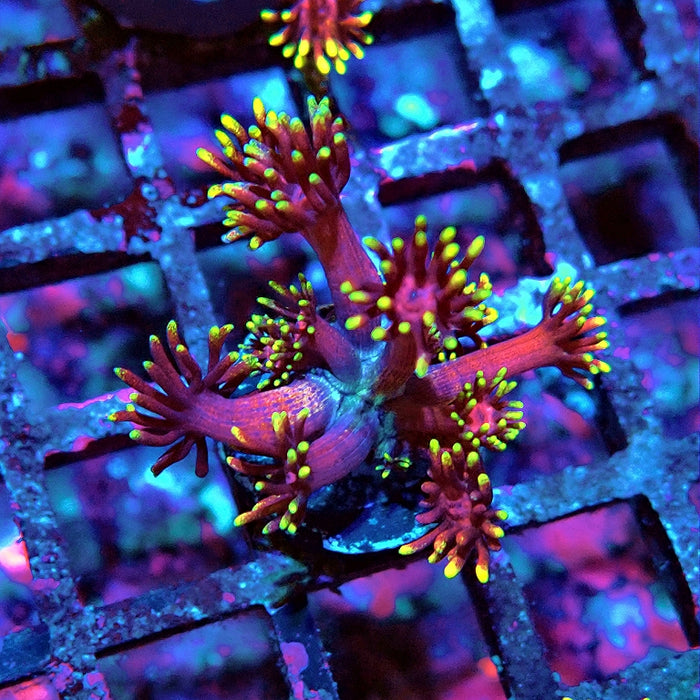 Goniopora Black Pink Gold Premium