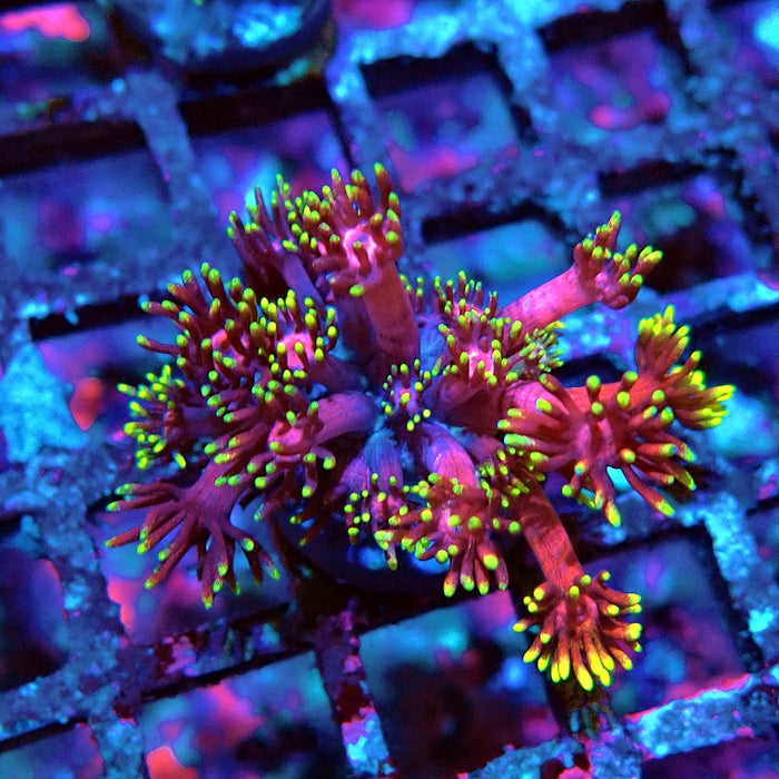 Goniopora Black Pink Gold Premium