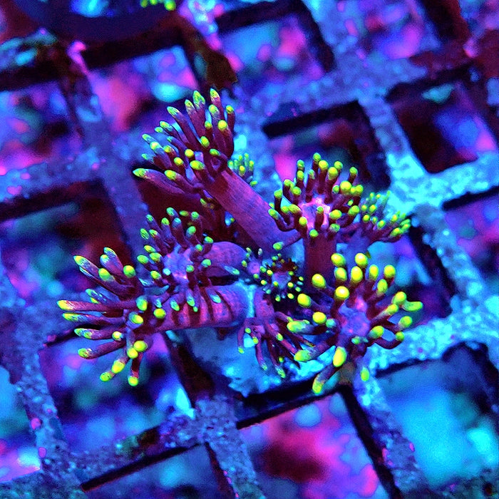 Goniopora Black Pink Gold Premium