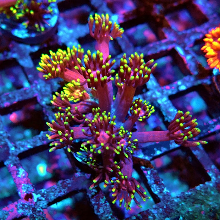 Goniopora Black Pink Gold Premium