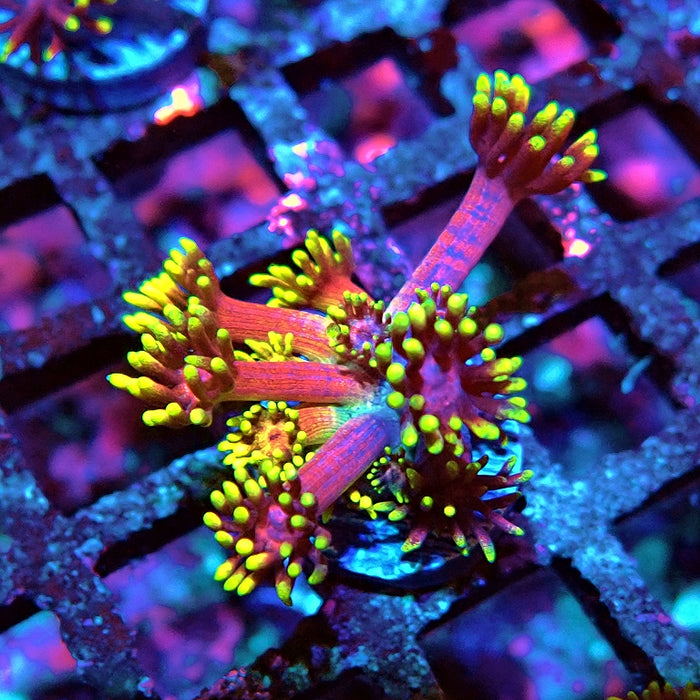 Goniopora Black Pink Gold Premium