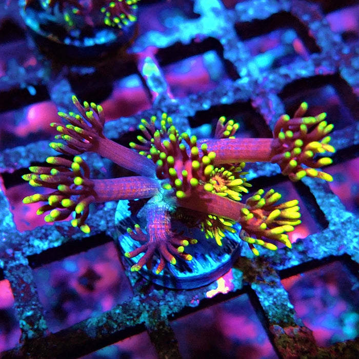 Goniopora Black Pink Gold Premium