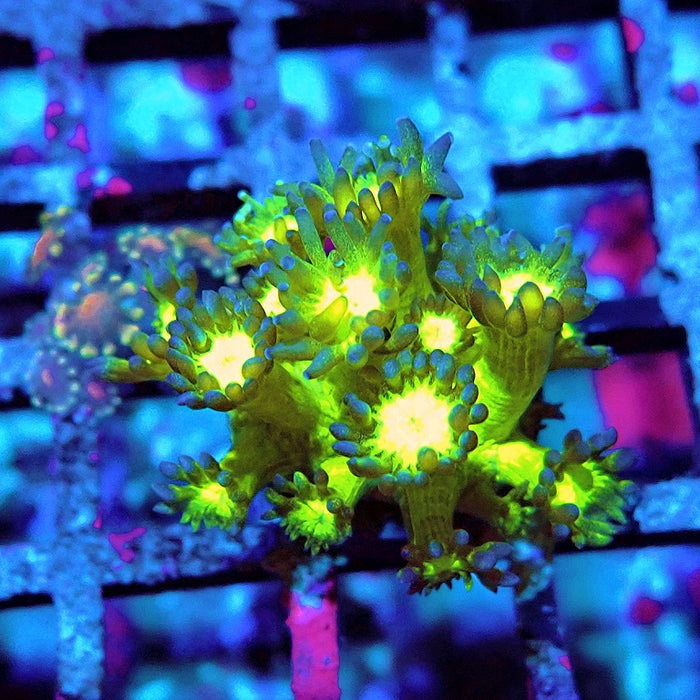 Goniopora Glowing Glitter
