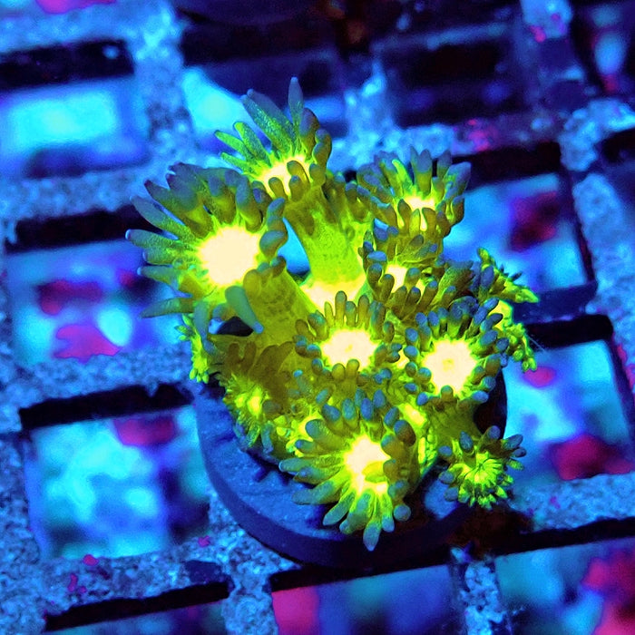 Goniopora Glowing Glitter