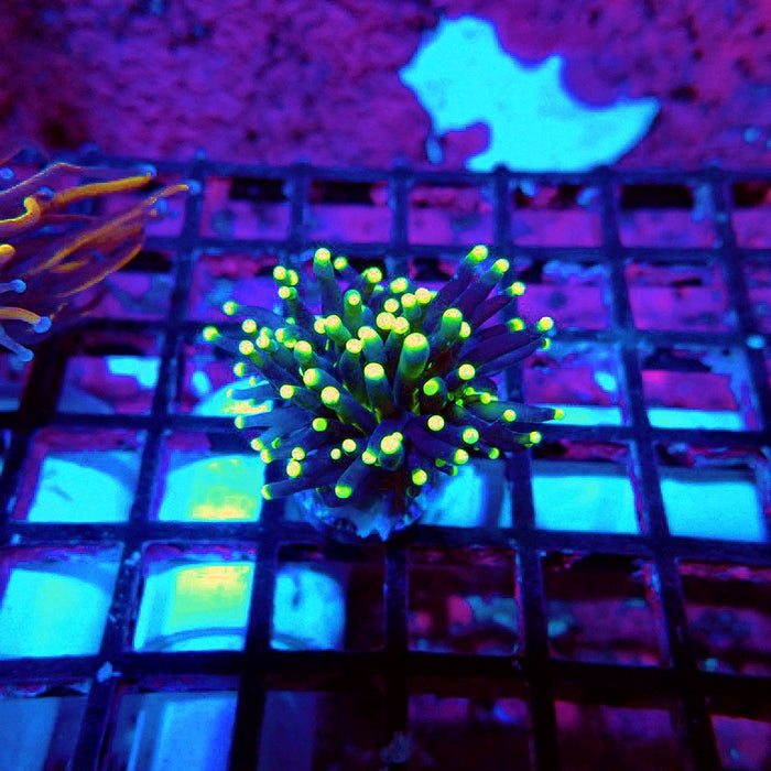 Euphyllia Alien Eye Torch Premium