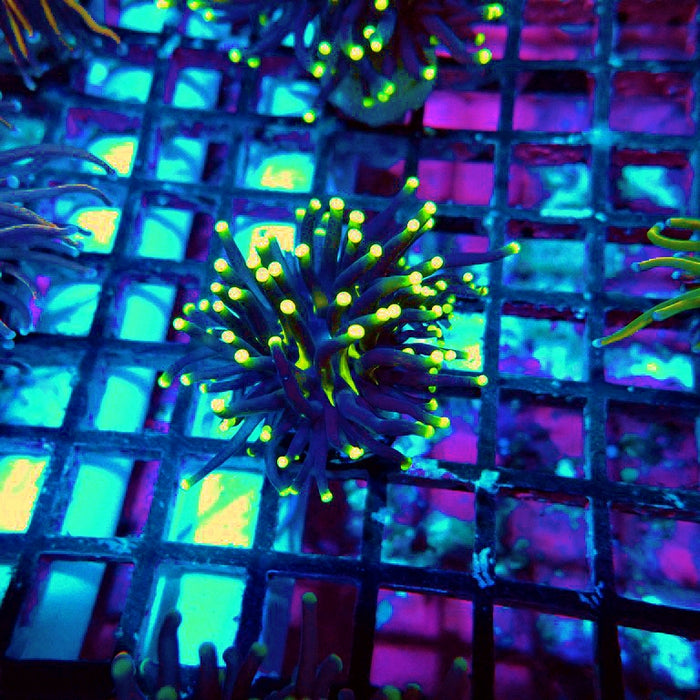 Euphyllia Alien Eye Torch Premium