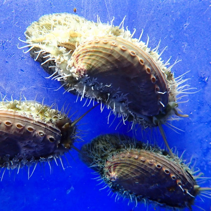 Abalone Haliotis Asinina