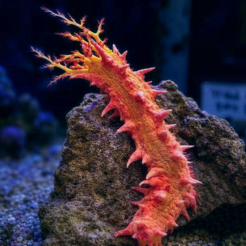 Candy Cucumbers (Colochirus Crassus)