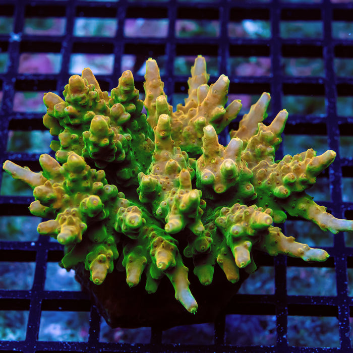 REx Golden Phoenix Acro