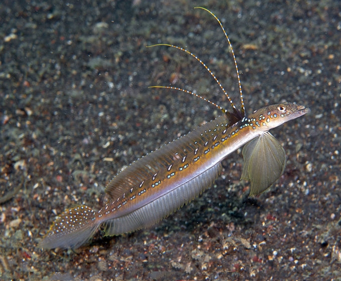 Featherfin Sand Goby (Trichonotus)
