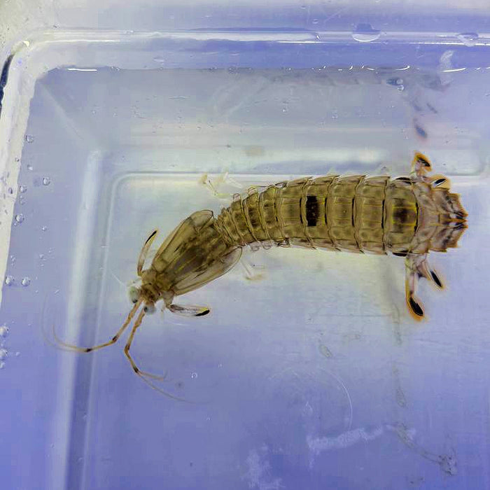 Spearer Mantis Shrimp (Lysiosquillina sp.)