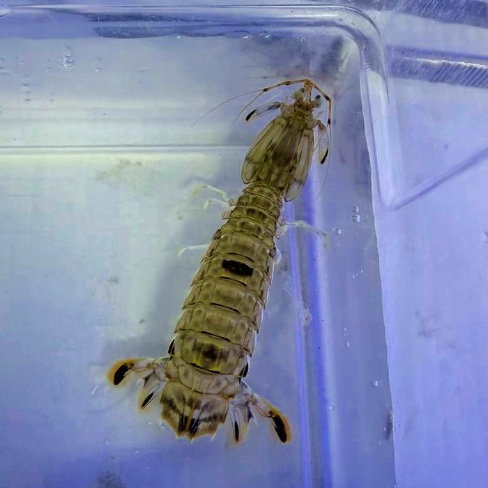 Spearer Mantis Shrimp (Lysiosquillina sp.)