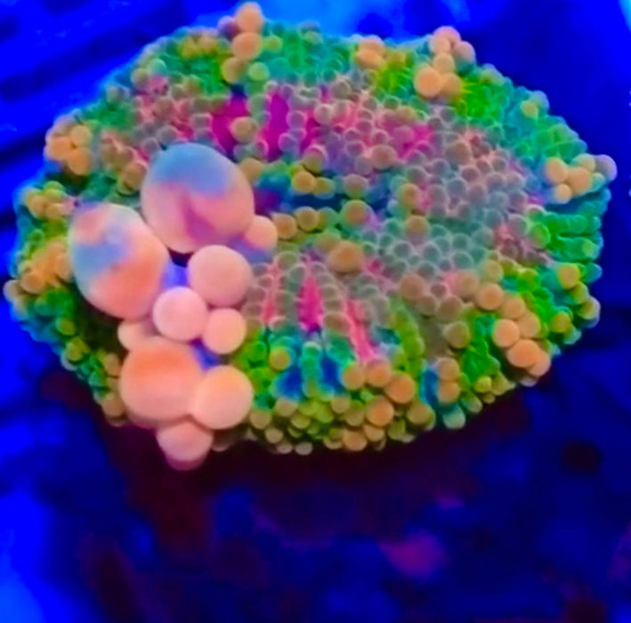 Ricordea Yuma Bubble Unique Premium