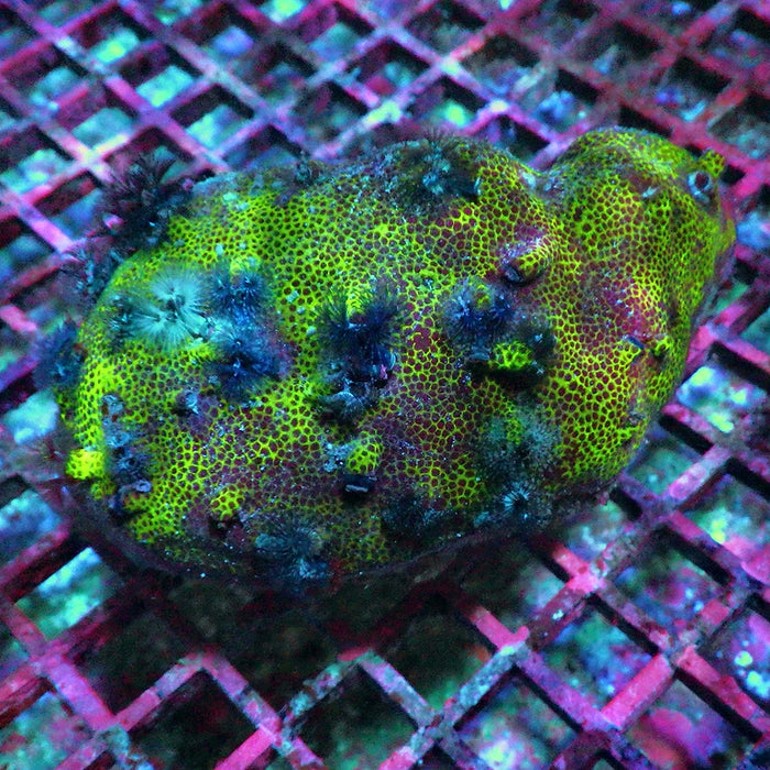 Porites Christmas Worms