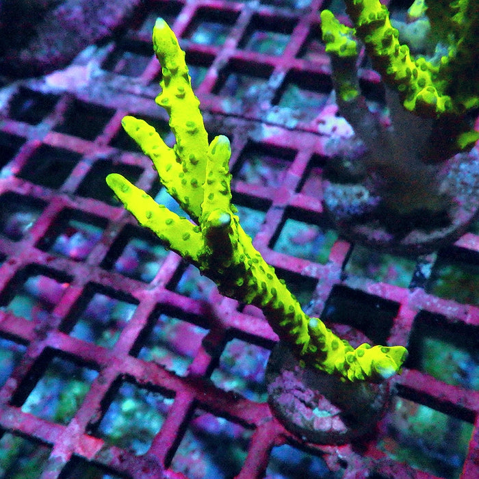 Anacropora Mustard