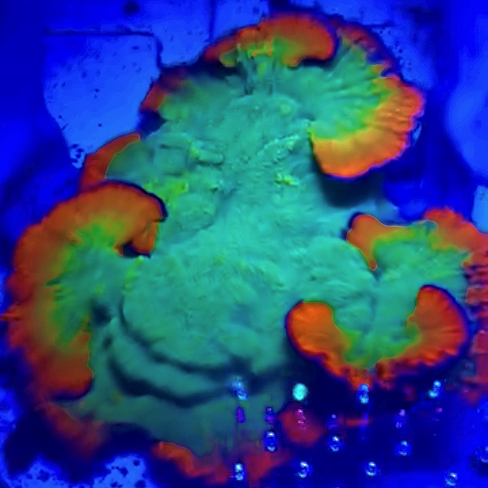 Rainbow Montipora