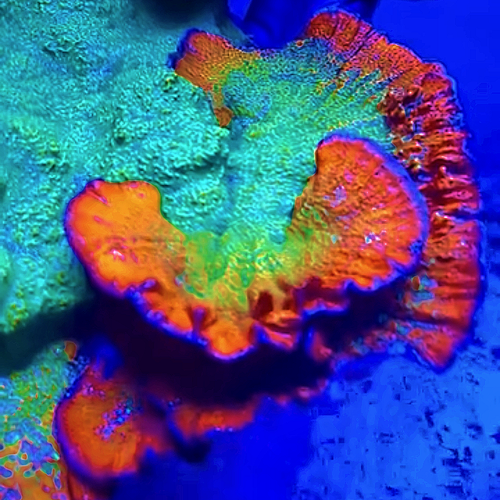 Rainbow Montipora