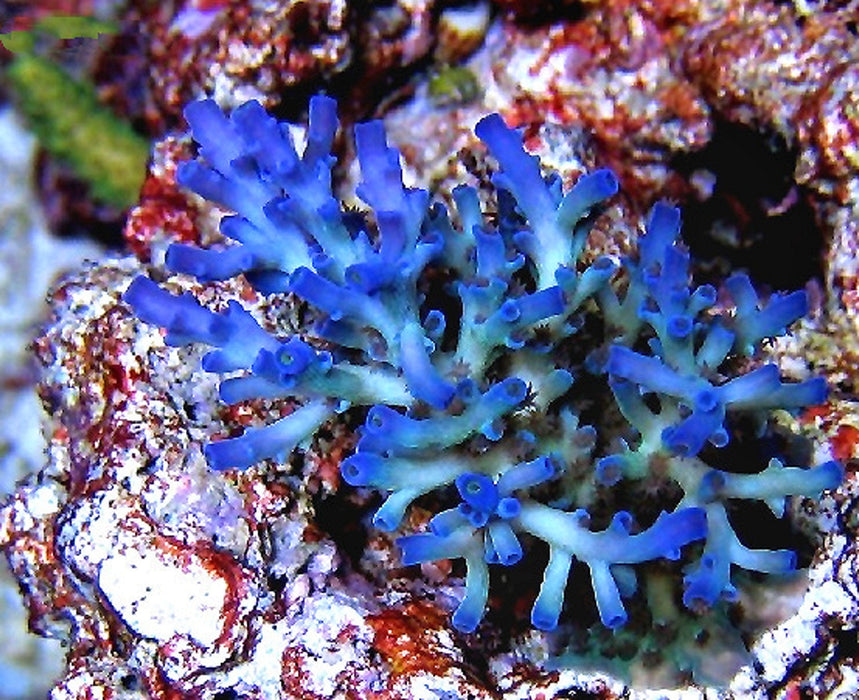 Ice Fire Echinata Acro