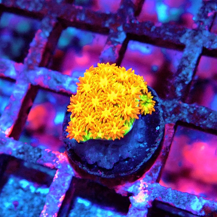 Goniopora Orange-Green RARE