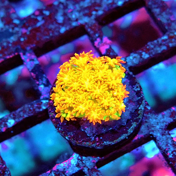 Goniopora Orange-Green RARE