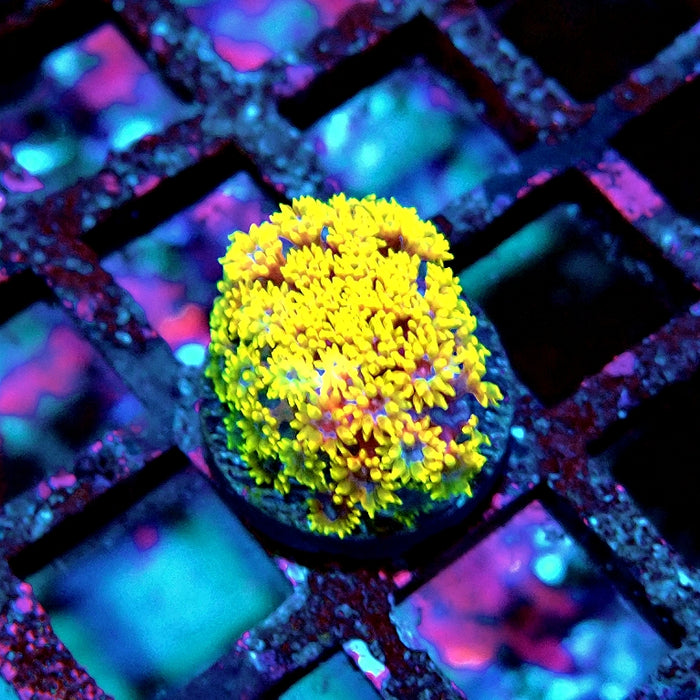 Goniopora Orange-Lilac RARE