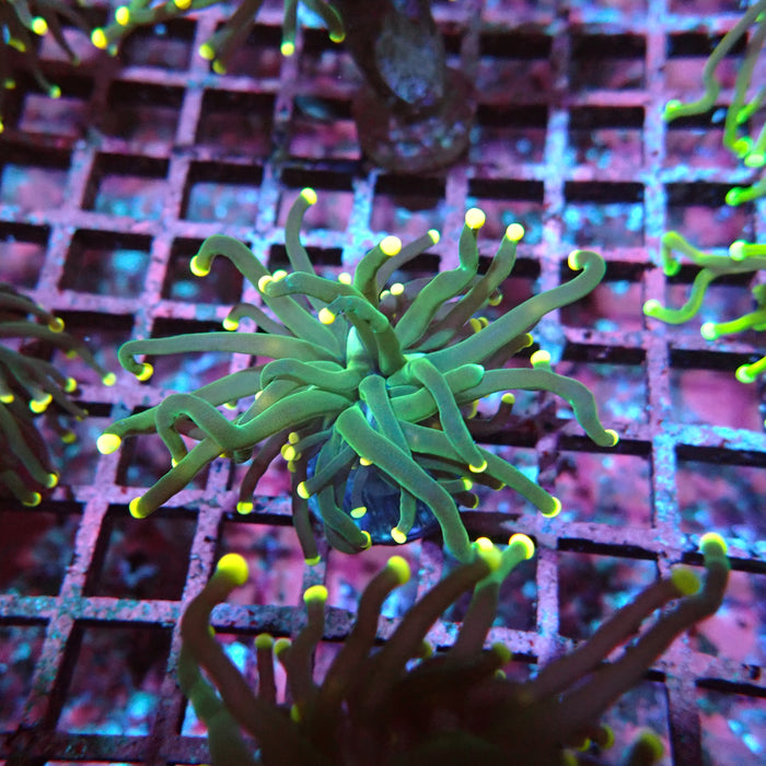 Euphyllia Dark Green Orange Tips Torch